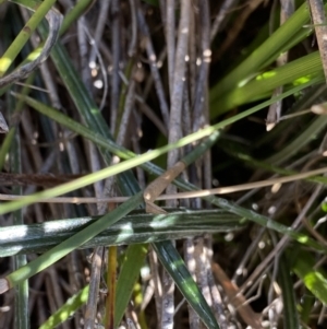 Celmisia tomentella at Kosciuszko National Park, NSW - 23 Jan 2022