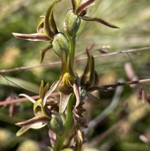 Paraprasophyllum tadgellianum at Kosciuszko National Park - suppressed