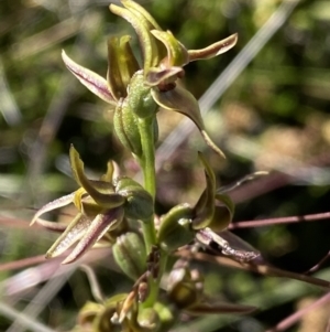 Paraprasophyllum tadgellianum at Kosciuszko National Park - suppressed