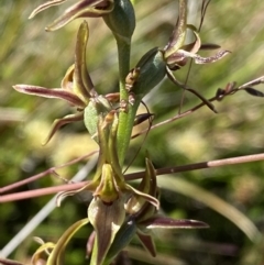 Paraprasophyllum tadgellianum at Kosciuszko National Park - suppressed