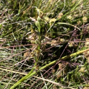 Paraprasophyllum tadgellianum at Kosciuszko National Park - suppressed