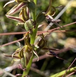 Paraprasophyllum tadgellianum at Kosciuszko National Park - suppressed