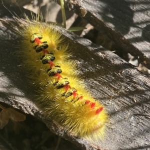 Trichiocercus sparshalli at Jagungal Wilderness, NSW - 22 Jan 2022 05:08 PM