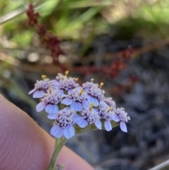 Achillea millefolium (Yarrow) at Kosciuszko National Park, NSW - 22 Jan 2022 by Ned_Johnston