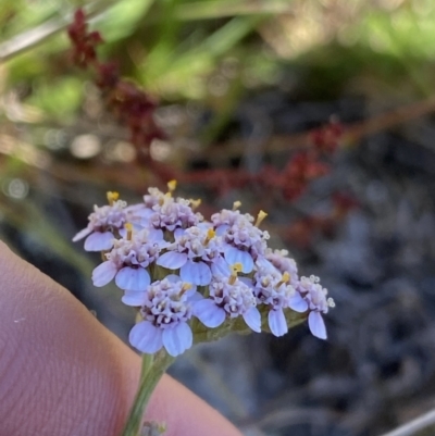 Achillea millefolium (Yarrow) at Kosciuszko National Park, NSW - 23 Jan 2022 by NedJohnston