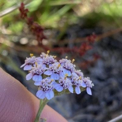 Achillea millefolium (Yarrow) at Kosciuszko National Park, NSW - 22 Jan 2022 by Ned_Johnston