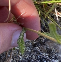 Achillea millefolium at Kosciuszko National Park, NSW - 23 Jan 2022