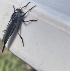 Cerdistus sp. (genus) (Yellow Slender Robber Fly) at Kosciuszko National Park - 22 Jan 2022 by Ned_Johnston