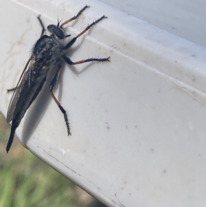 Cerdistus sp. (genus) at Jagungal Wilderness, NSW - 22 Jan 2022 05:11 PM