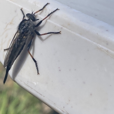 Cerdistus sp. (genus) (Slender Robber Fly) at Jagungal Wilderness, NSW - 22 Jan 2022 by Ned_Johnston