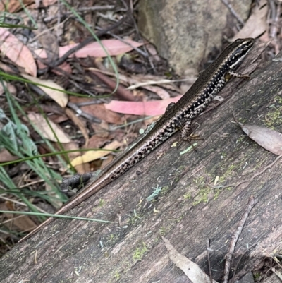 Eulamprus heatwolei (Yellow-bellied Water Skink) at Tidbinbilla Nature Reserve - 9 Feb 2022 by SimoneC