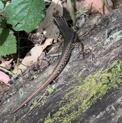 Eulamprus heatwolei at Paddys River, ACT - 9 Feb 2022