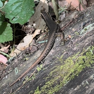 Eulamprus heatwolei at Paddys River, ACT - 9 Feb 2022 01:55 PM