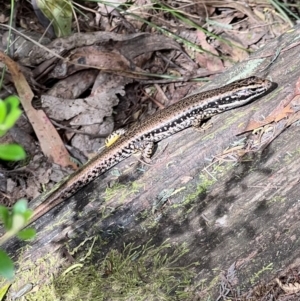 Eulamprus heatwolei at Paddys River, ACT - 9 Feb 2022 01:55 PM