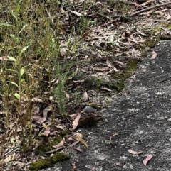 Melithreptus lunatus (White-naped Honeyeater) at Paddys River, ACT - 9 Feb 2022 by SimoneC