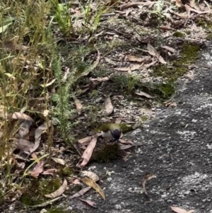 Melithreptus lunatus at Paddys River, ACT - 9 Feb 2022