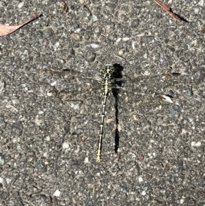 Austrogomphus guerini at Tidbinbilla Nature Reserve - 9 Feb 2022