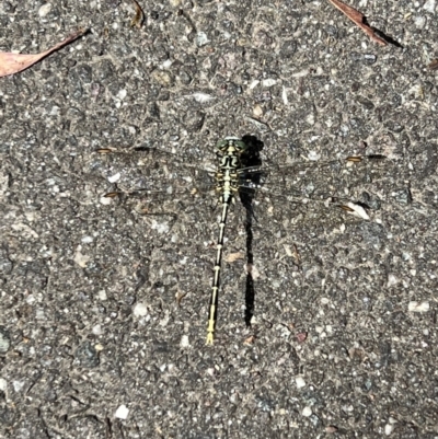 Austrogomphus guerini (Yellow-striped Hunter) at Paddys River, ACT - 9 Feb 2022 by SimoneC