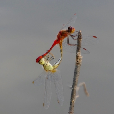 Diplacodes bipunctata (Wandering Percher) at Rugosa - 9 Feb 2022 by SenexRugosus