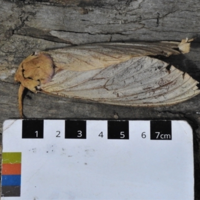 Abantiades (genus) (A Swift or Ghost moth) at Tidbinbilla Nature Reserve - 9 Feb 2022 by JohnBundock