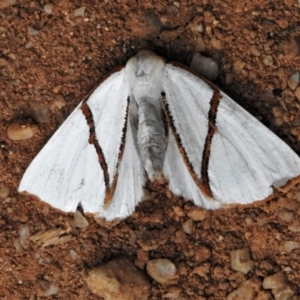 Thalaina selenaea at Paddys River, ACT - 9 Feb 2022