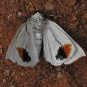 Thalaina selenaea at Paddys River, ACT - 9 Feb 2022