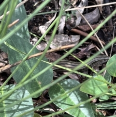 Ctenotus robustus (Robust Striped-skink) at Paddys River, ACT - 9 Feb 2022 by SimoneC