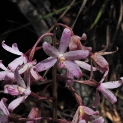 Dipodium roseum (Rosy Hyacinth Orchid) at Paddys River, ACT - 9 Feb 2022 by JohnBundock