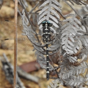 Eusynthemis guttata at Tidbinbilla Nature Reserve - 9 Feb 2022