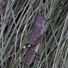 Cirphula pyrrhocnemis (Variable Cirphula) at Paddys River, ACT - 9 Feb 2022 by JohnBundock