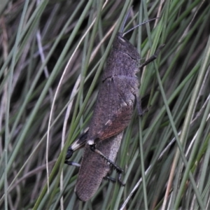 Cirphula pyrrhocnemis at Paddys River, ACT - 9 Feb 2022 03:07 PM