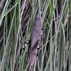 Cirphula pyrrhocnemis at Paddys River, ACT - 9 Feb 2022 03:07 PM