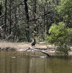 Biziura lobata (Musk Duck) at Paddys River, ACT - 9 Feb 2022 by SimoneC