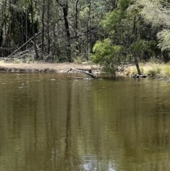 Biziura lobata at Paddys River, ACT - 9 Feb 2022 12:36 PM