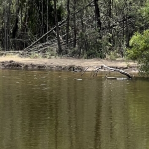 Biziura lobata at Paddys River, ACT - 9 Feb 2022 12:36 PM