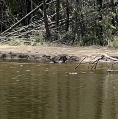 Biziura lobata at Paddys River, ACT - 9 Feb 2022 12:36 PM