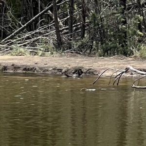 Biziura lobata at Paddys River, ACT - 9 Feb 2022