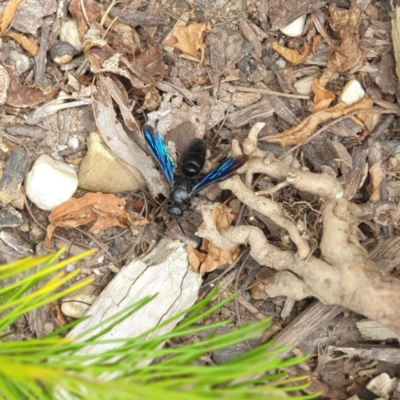 Austroscolia soror (Blue Flower Wasp) at Albury, NSW - 9 Feb 2022 by ClaireSee