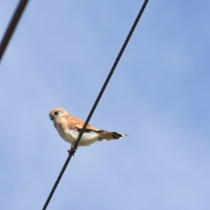 Falco cenchroides at Breadalbane, NSW - 9 Feb 2022 11:01 AM