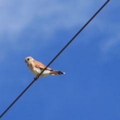 Falco cenchroides at Breadalbane, NSW - 9 Feb 2022 11:01 AM