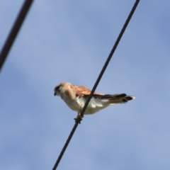 Falco cenchroides at Breadalbane, NSW - 9 Feb 2022 11:01 AM