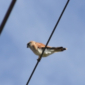 Falco cenchroides at Breadalbane, NSW - 9 Feb 2022 11:01 AM