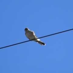 Falco cenchroides at Breadalbane, NSW - 9 Feb 2022 11:01 AM