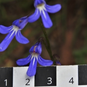 Lobelia simplicicaulis at Paddys River, ACT - 9 Feb 2022