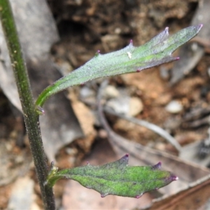 Lobelia simplicicaulis at Paddys River, ACT - 9 Feb 2022