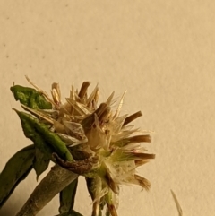 Euchiton sphaericus (Star Cudweed) at Molonglo Valley, ACT - 6 Feb 2022 by abread111