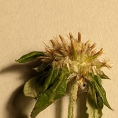 Euchiton sphaericus at Molonglo Valley, ACT - 6 Feb 2022