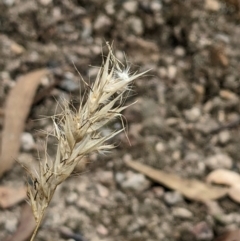 Rytidosperma (genus) (Wallaby Grass) at Molonglo Valley, ACT - 6 Feb 2022 by abread111