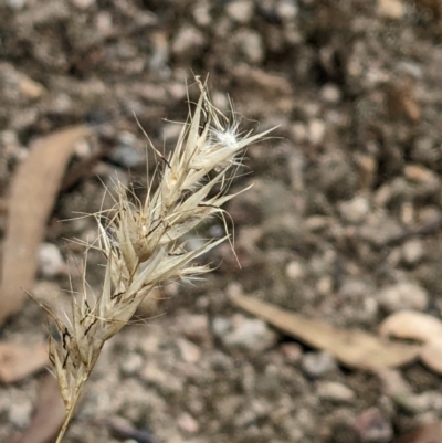Rytidosperma (genus) (Wallaby Grass) at Molonglo Valley, ACT - 6 Feb 2022 by abread111