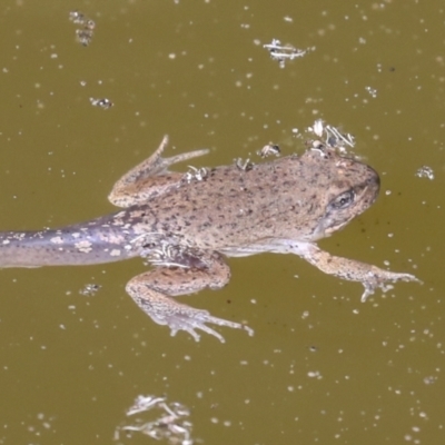 Crinia sp. (genus) (A froglet) at Acton, ACT - 3 Feb 2022 by AlisonMilton